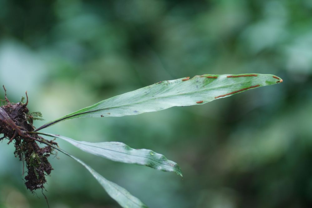Pteridaceae Radiovittaria remota