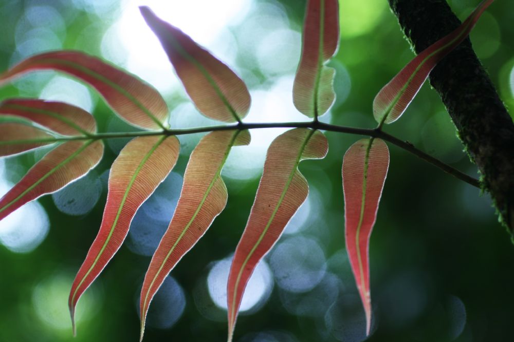 Blechnaceae Salpichlaena papyrus