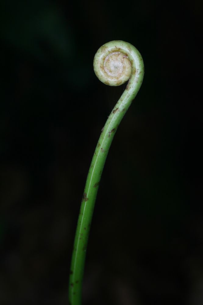 Blechnaceae Salpichlaena papyrus