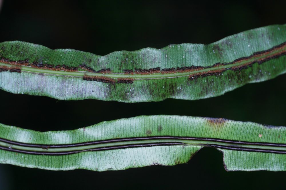 Blechnaceae Salpichlaena papyrus