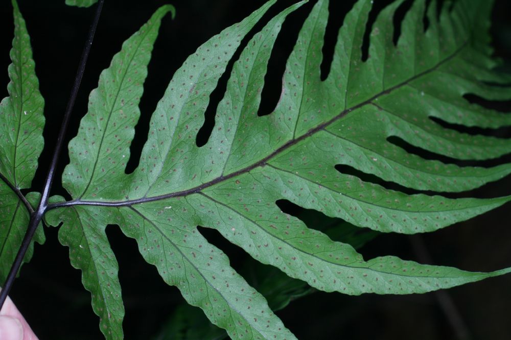Tectariaceae Tectaria athyrioides