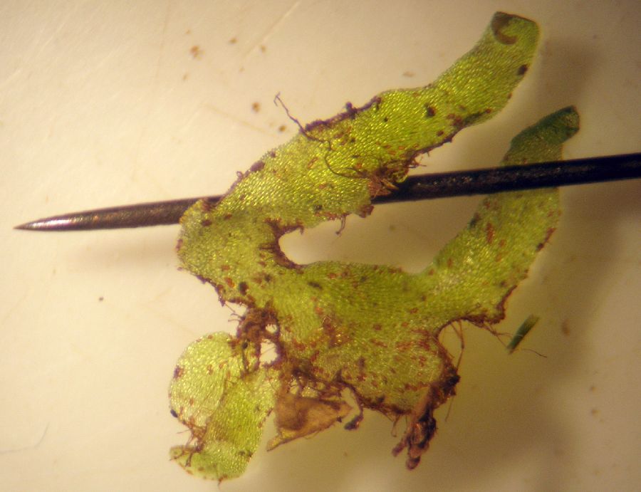 Hymenophyllaceae Trichomanes 