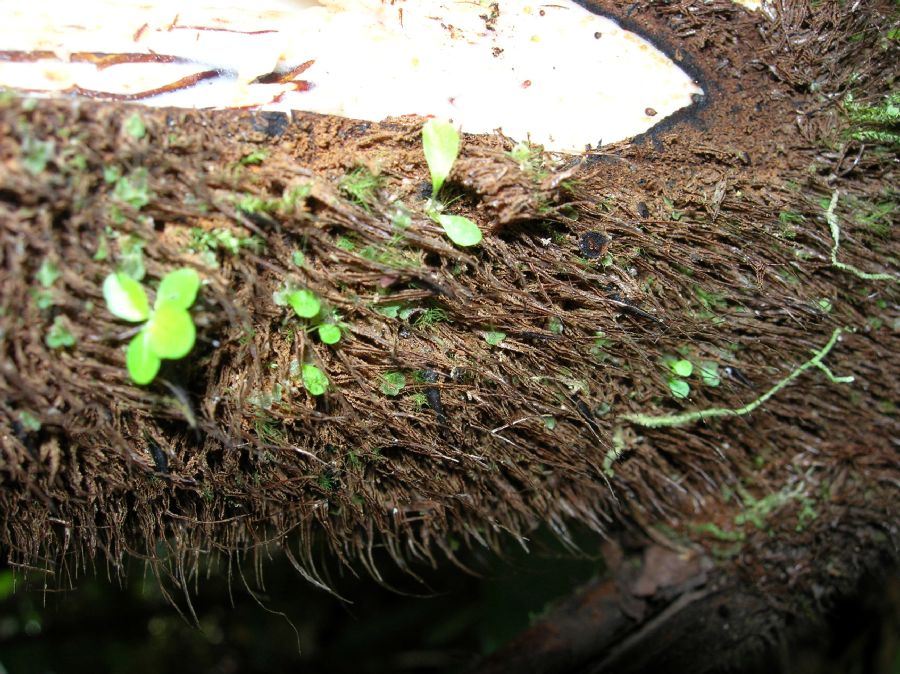 Dryopteridaceae Elaphoglossum decurrens