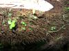 image of Elaphoglossum decurrens