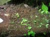 image of Elaphoglossum decurrens