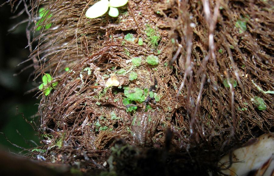 Dryopteridaceae Elaphoglossum auripilum