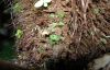 image of Elaphoglossum auripilum