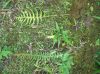 image of Blechnum occidentale