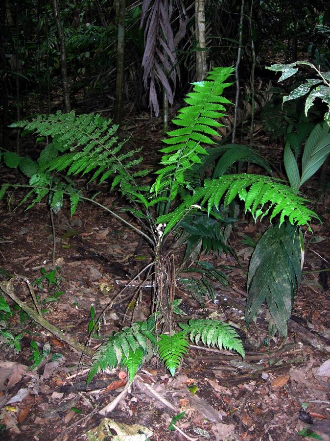 Athyriaceae Diplazium striatastrum
