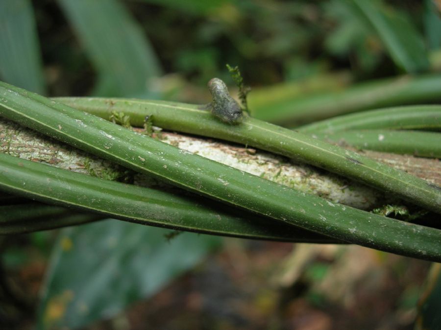 Blechnaceae Salpichlaena papyrus