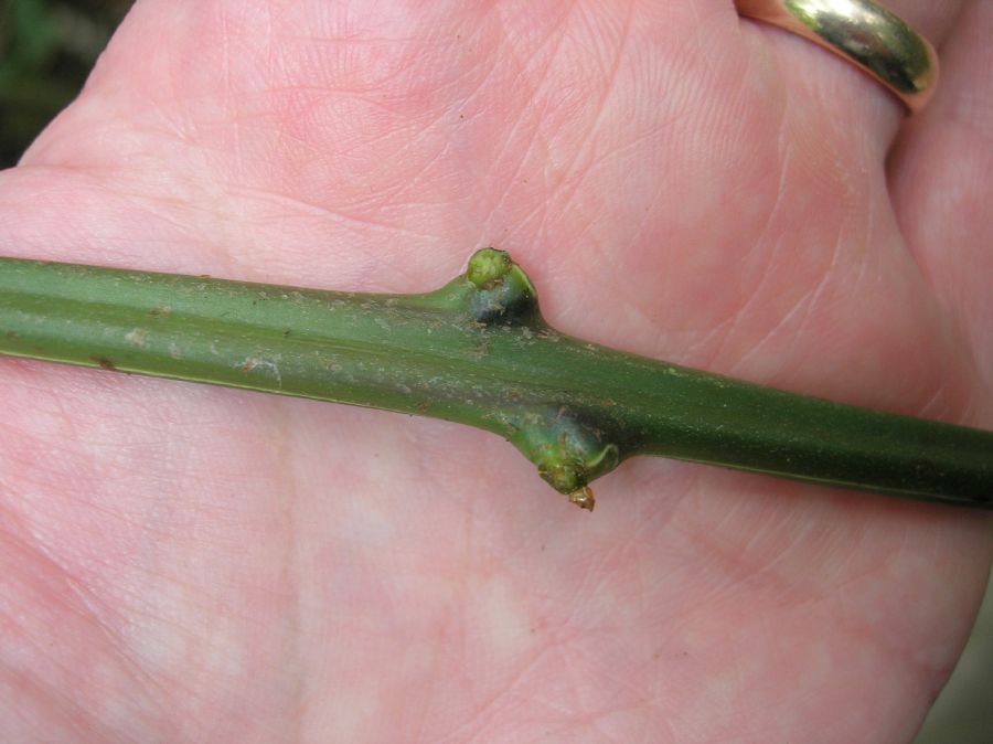 Blechnaceae Salpichlaena papyrus