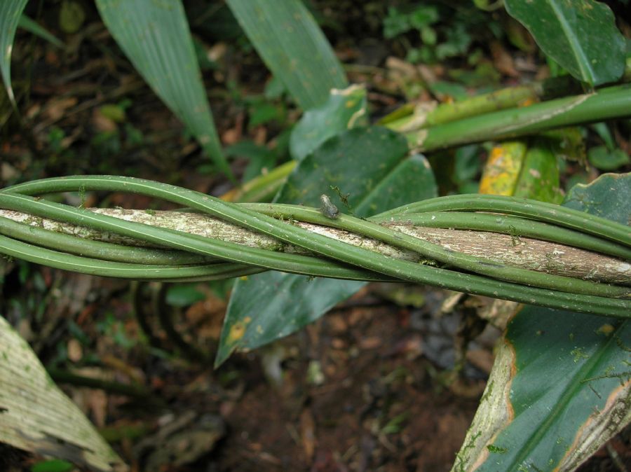 Blechnaceae Salpichlaena papyrus