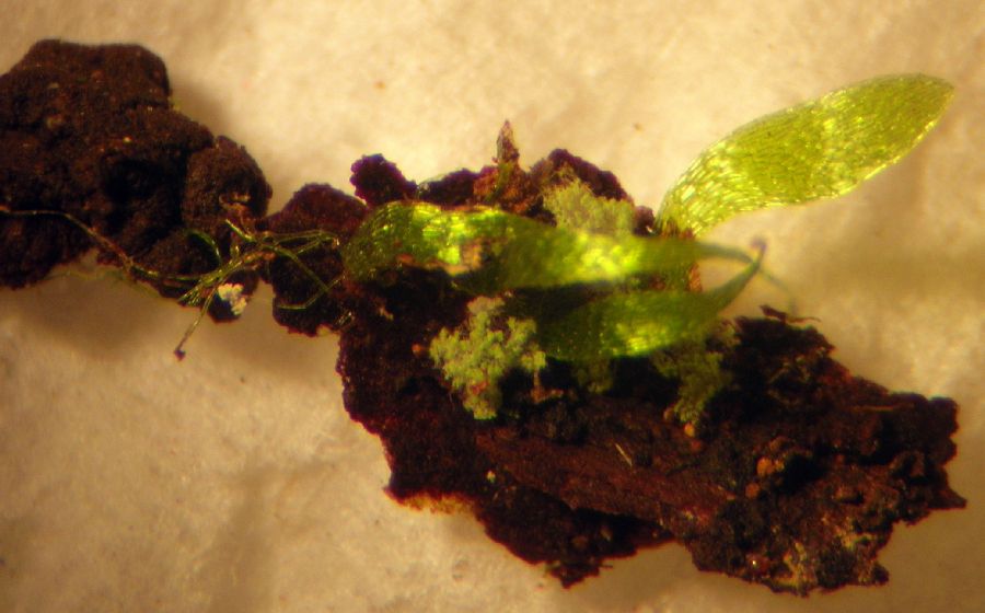 Hymenophyllaceae Trichomanes crispum