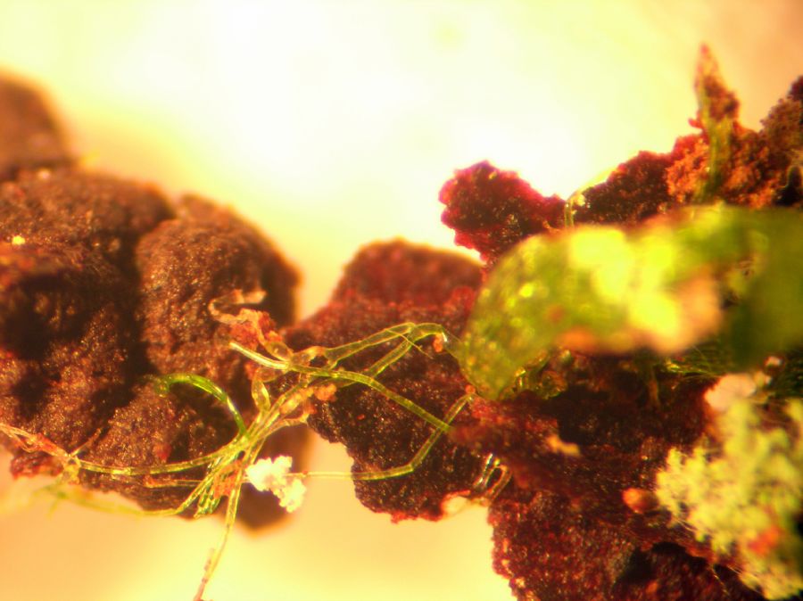 Hymenophyllaceae Trichomanes crispum