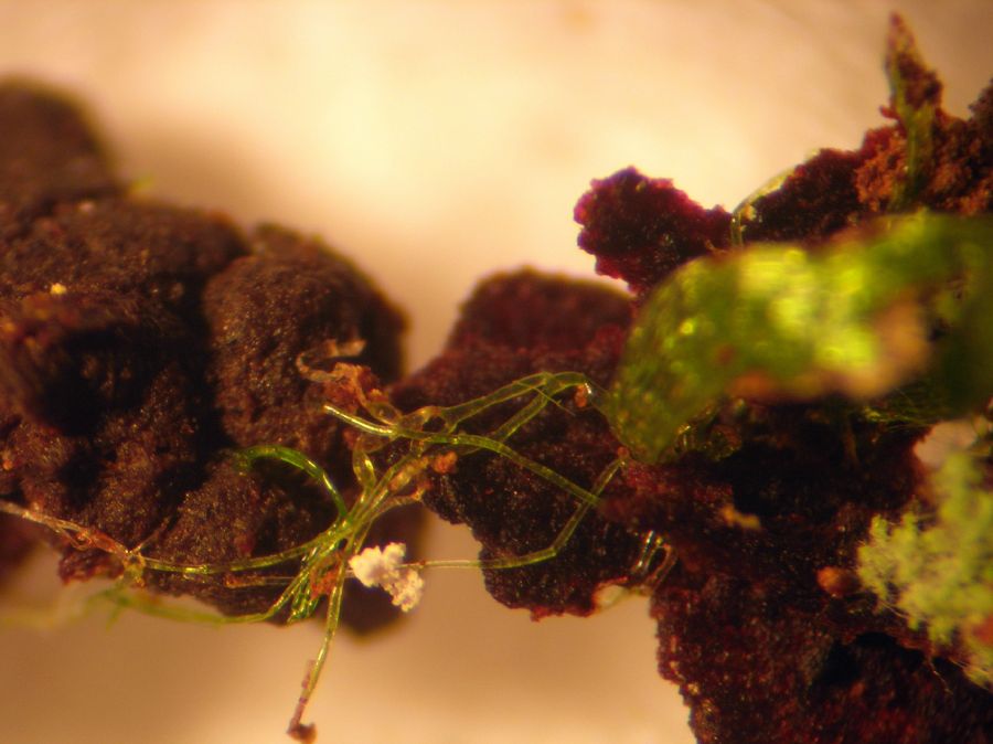 Hymenophyllaceae Trichomanes crispum