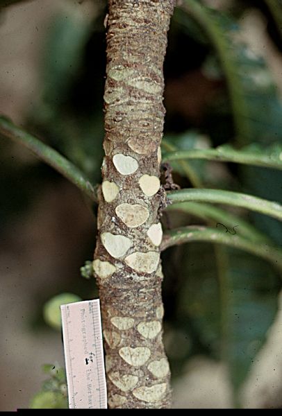 Lecythidaceae Gustavia superba