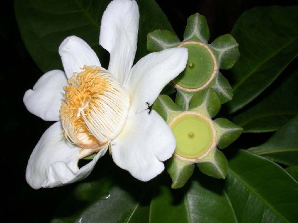 Lecythidaceae Gustavia brachycarpa