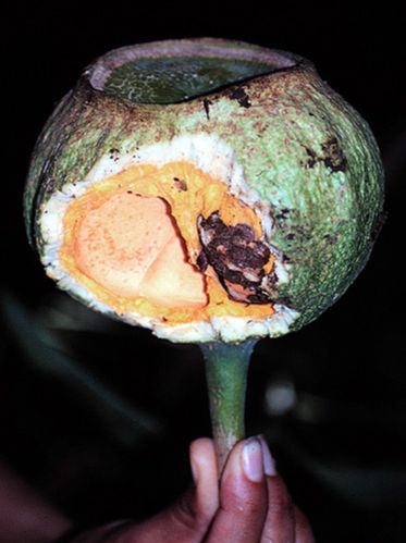 Lecythidaceae Gustavia superba