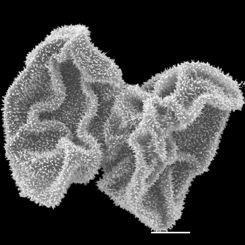 Dryopteridaceae Lastreopsis killipii