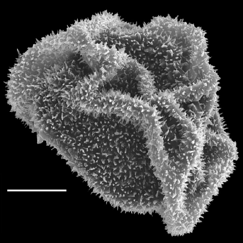 Dryopteridaceae Lastreopsis killipii
