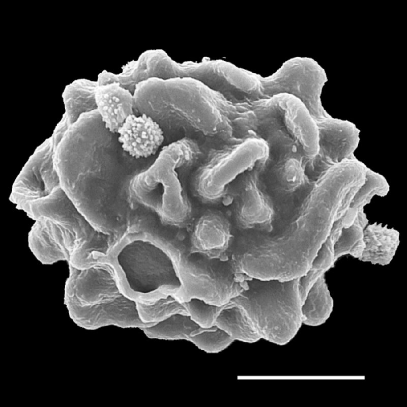 Dryopteridaceae Lastreopsis velutina