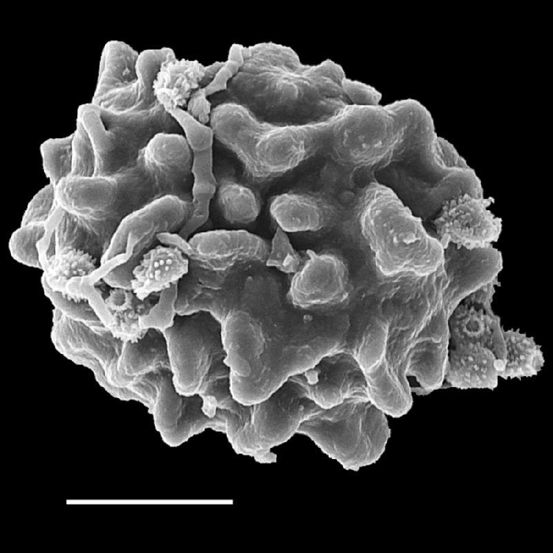 Dryopteridaceae Lastreopsis velutina