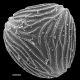 image of Ceratopteris pteridoides