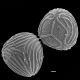 image of Ceratopteris pteridoides