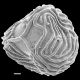 image of Ceratopteris richardii