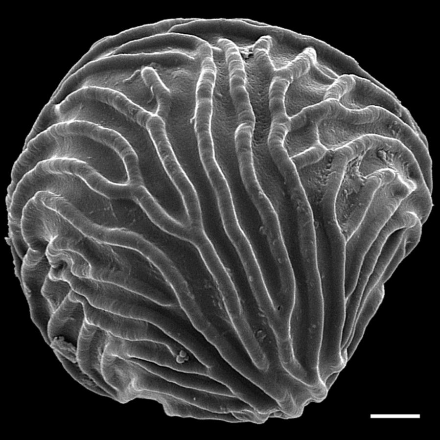 Pteridaceae Ceratopteris richardii
