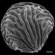 image of Ceratopteris richardii