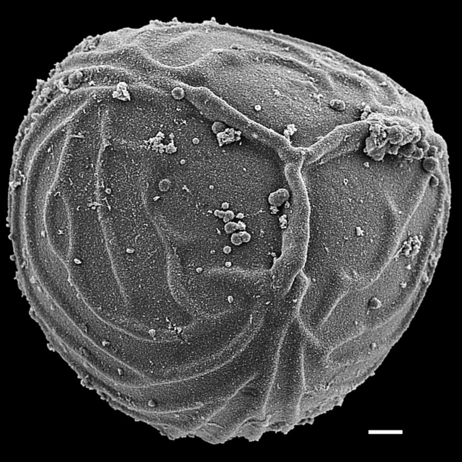 Pteridaceae Ceratopteris thalictroides