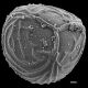 image of Ceratopteris thalictroides