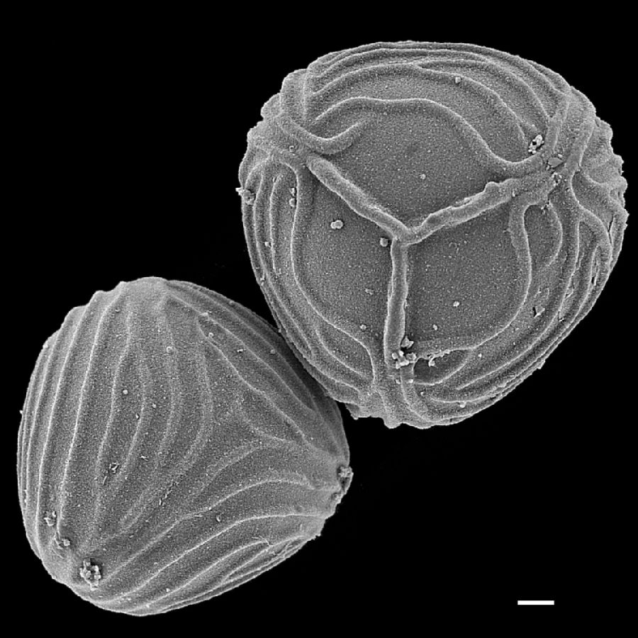 Pteridaceae Ceratopteris thalictroides