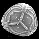image of Ceratopteris thalictroides