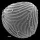 image of Ceratopteris thalictroides