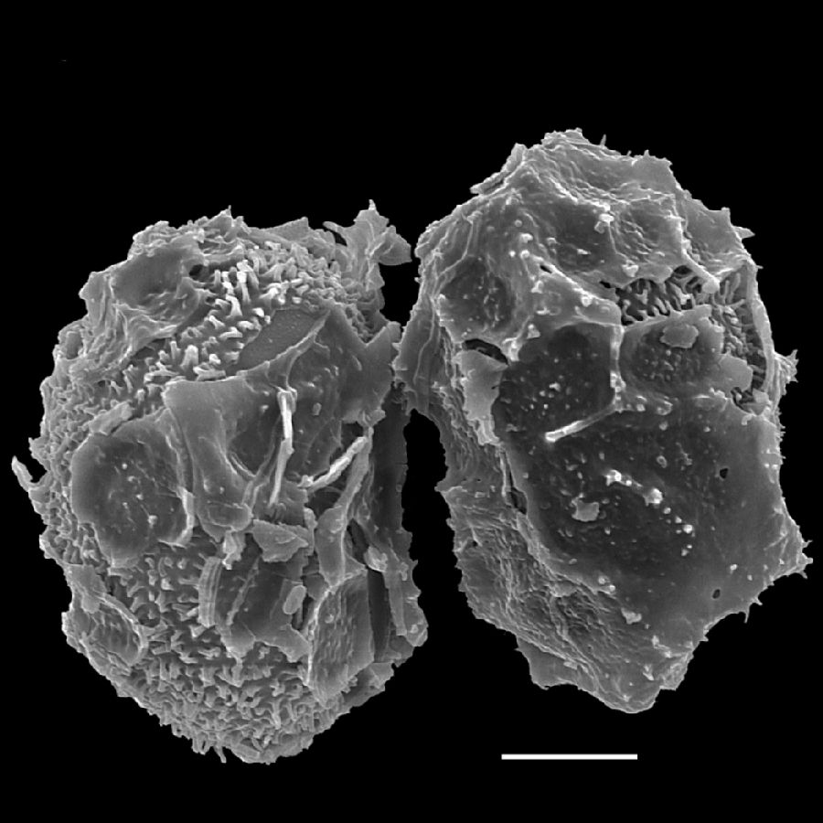 Oleandraceae Oleandra bradei