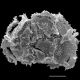 image of Oleandra pilosa