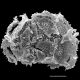 image of Oleandra pilosa