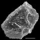 image of Oleandra pilosa