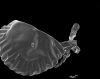 image of Oleandra pilosa