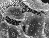 image of Oleandra pilosa