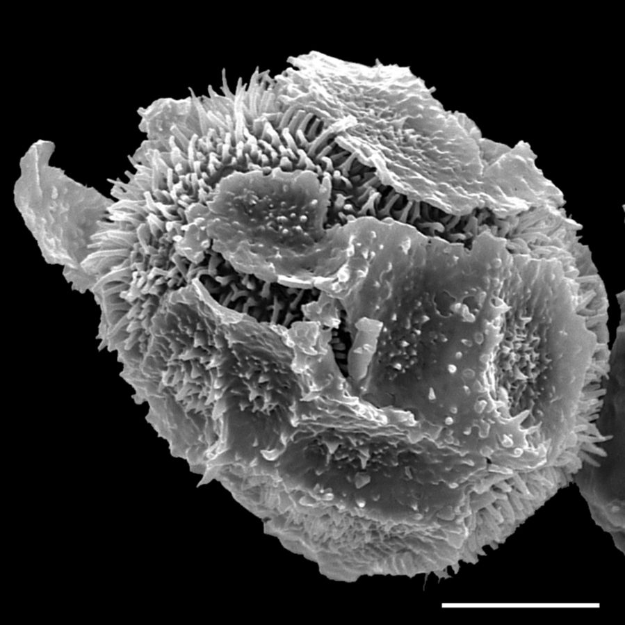 Oleandraceae Oleandra pilosa
