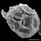image of Oleandra pilosa