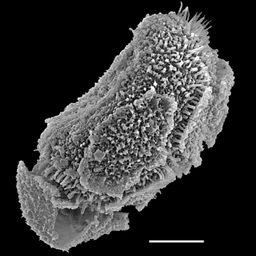 Oleandraceae Oleandra undulata