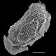image of Oleandra undulata