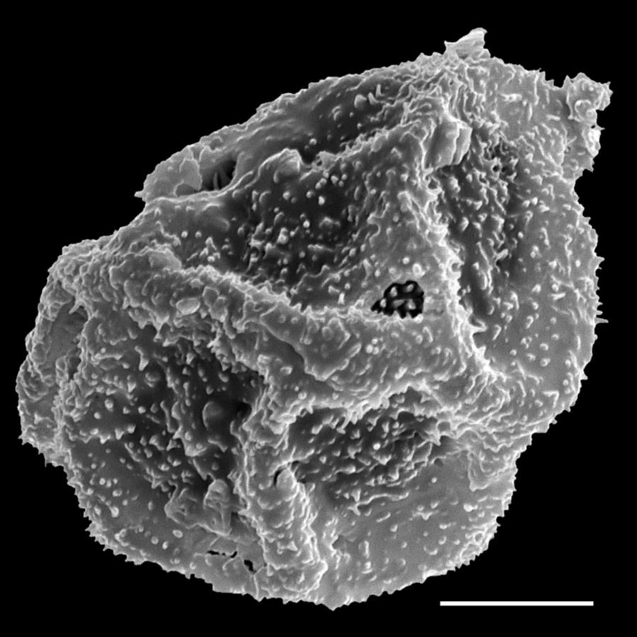 Oleandraceae Oleandra undulata