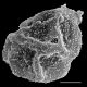 image of Oleandra undulata