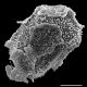 image of Oleandra undulata