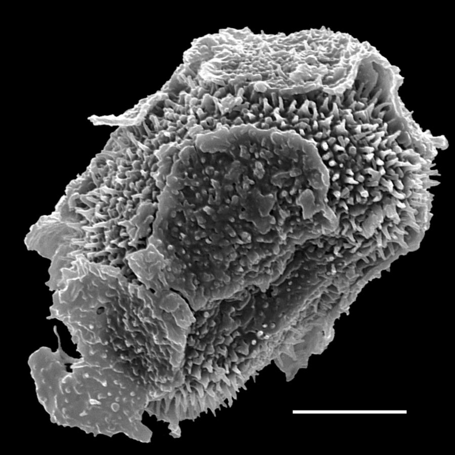 Oleandraceae Oleandra undulata